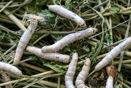 توزیع رایگان تخم نوغان در سه شهرستان کردستان
