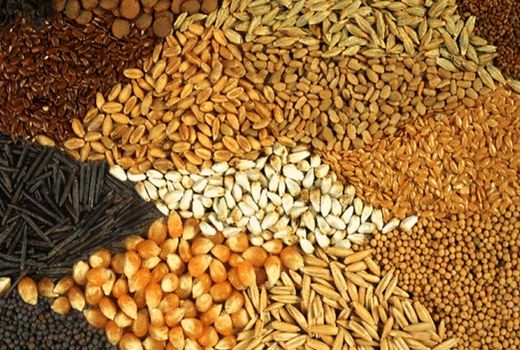 فعالیت کارخانه‌های خوراک دام با ظرفیت پایین در خراسان شمالی