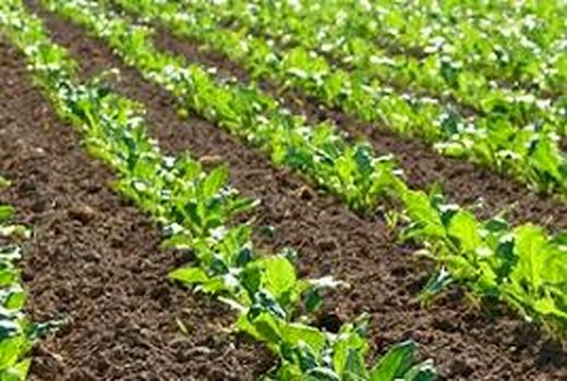 کاشت چغندر قند بهاره در ارسنجان 