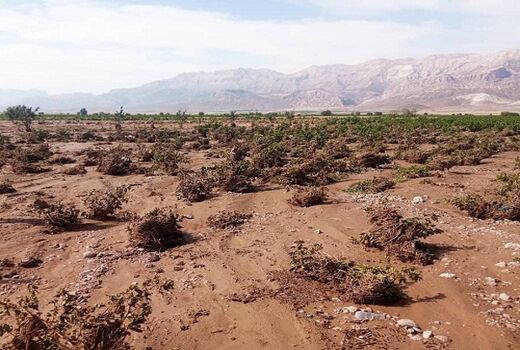 خسارت ۲۹۷ میلیارد تومانی سیل به بخش کشاورزی سرچهان 