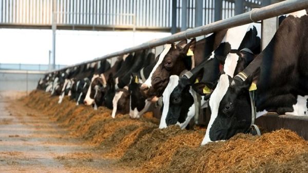 خطر «تب سه روزه» در کمین دام‌های سنگین استان اصفهان