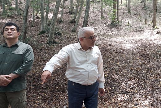 نجات شمشاد از خطر انقراض