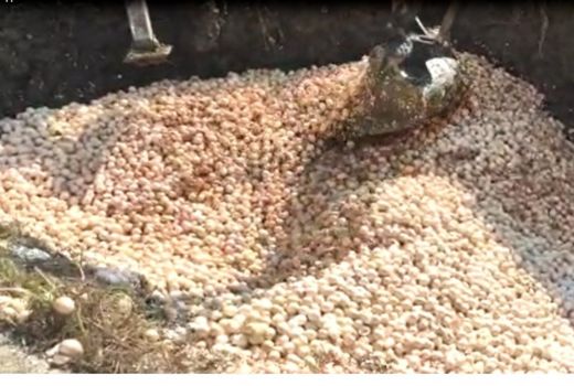 امحای جوجه‌های یک‌روزه برخلاف پروتکل‌های بهداشتی