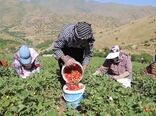 رویداد ملی توت‌فرنگی در کردستان برگزار می‌شود
