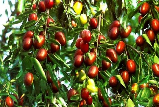 اجرای نهضت عمومی کاشت درخت عناب
