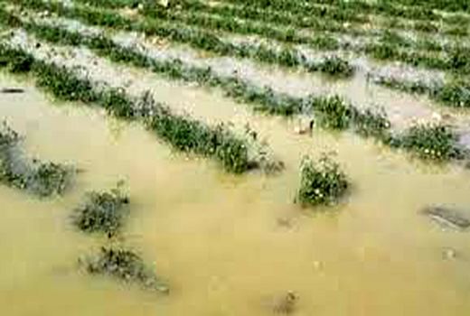پرداخت 80 درصد غرامت بلاعوض سیل 98 به کشاورزان خوزستان