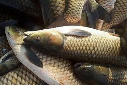 برداشت  ۳ هزار تن ماهی از مزارع پرورشی استان ایلام 