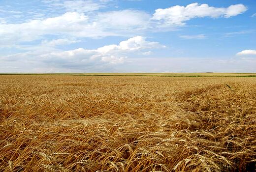 خشک شدن ۸۰ هزار هکتار از گندم زارهای دیم خوزستان 