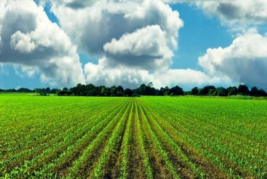 ۸/۹۵ میلیون هکتار از اراضی برای اصلاح اسناد به ادارات ذیربط ابلاغ شد