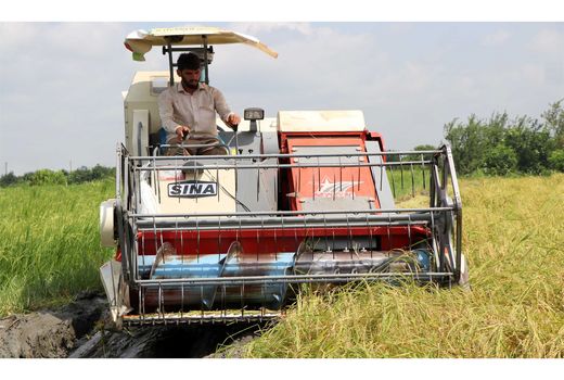 برداشت برنج در 10 هزار هکتار از شالیزارهای بابل