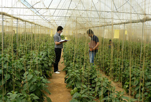 ایجاد بیش از دو هزار اشتغال در بخش کشاورزی استان قزوین 