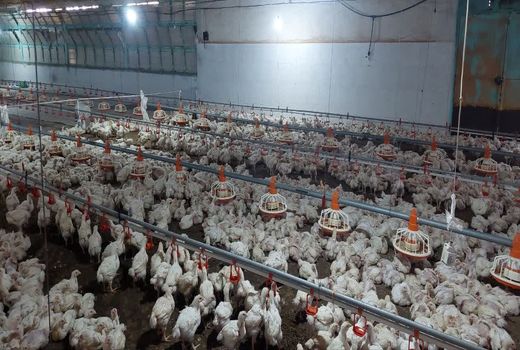 فعالیت 28 واحد مرغداری شهرستان کازرون