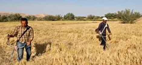 آغاز برداشت جو در کویر مرکزی