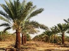 آغاز به کار دوره بیمه پذیری نخیلات