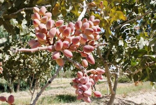 برداشت 75کیلوگرم زعفران از 25هکتار رفسنجان