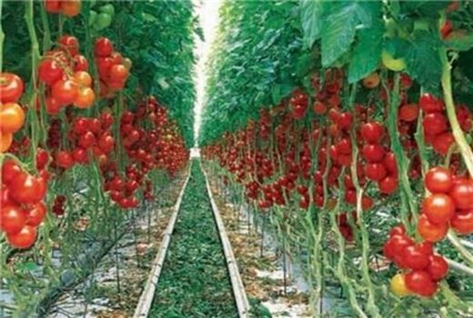 اختصاص 5 هزار میلیارد تومان تسهیلات برای احداث گلخانه ها در سال جاری