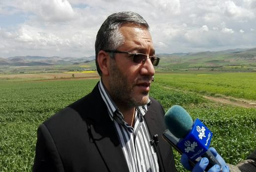 پیش بینی تولید ۷۳۰ هزار تن گندم از مزارع آذربایجان غربی 