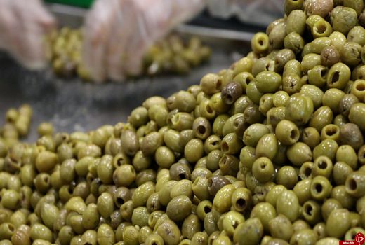 تولید بیش از 100 هزار تن زیتون در زنجان