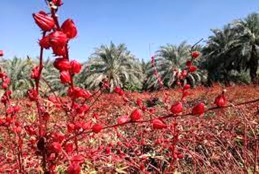 توزیع بذر یارانه‌ای چای ترش در شادگان