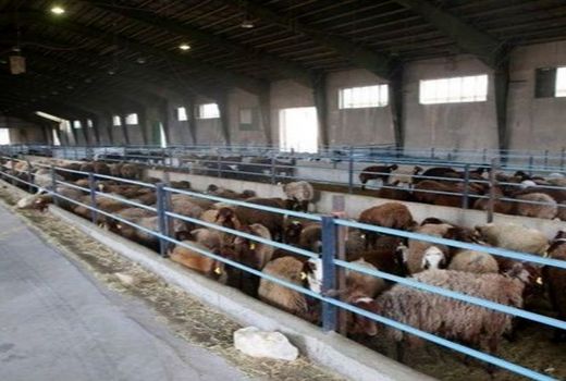 یک واحد دامپروری صنعتی در ارسنجان  افتتاح شد