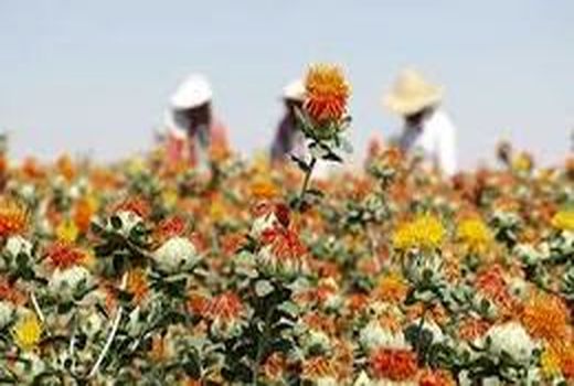 آغاز برداشت گلرنگ از مزارع استان اصفهان