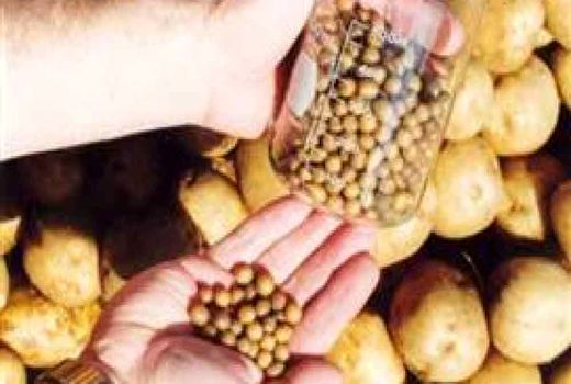 رتبه نخست اصفهان درتولید بذر مینی تیوبر سیب زمینی 