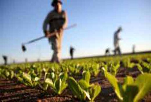 پای ارز نیمایی به بازار کشاورزی باز شد