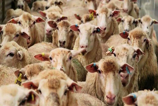برنامه‌ ظرفیت‌های مرتبط با پیش آگاهی در سازمان دامپزشکی کشور