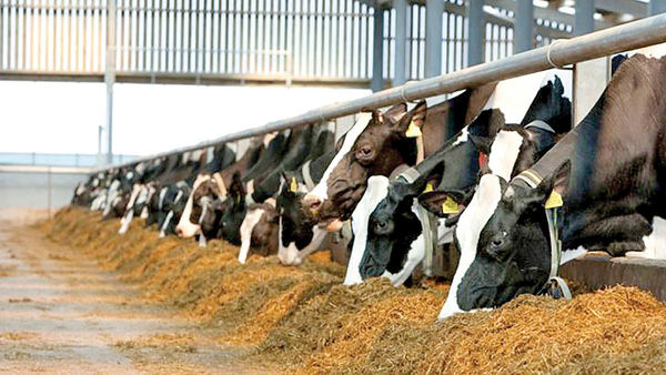 کشف و معدوم سازی 17 تن مکمل خوراک دام، غیر قابل مصرف در اهواز