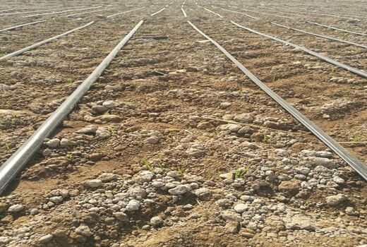  خشکه کاری برنج با رقم هسته‌ای برای اولین بار در استان فارس