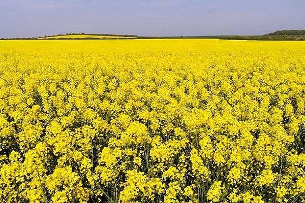 اختصاص بیش از 300 هکتار اراضی دهگلان به کشت کلزا