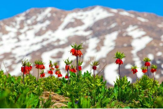 لاله‌های واژگون کوهرنگ