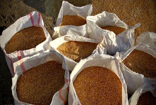 خرید گندم در استان اصفهان از مرز ۱۲۱ هزار تن گذشت