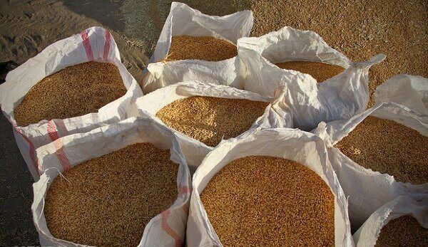 خرید گندم در استان اصفهان از مرز ۱۲۱ هزار تن گذشت