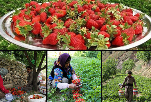۶۸ درصد توت فرنگی کشور در کردستان تولید می‌شود