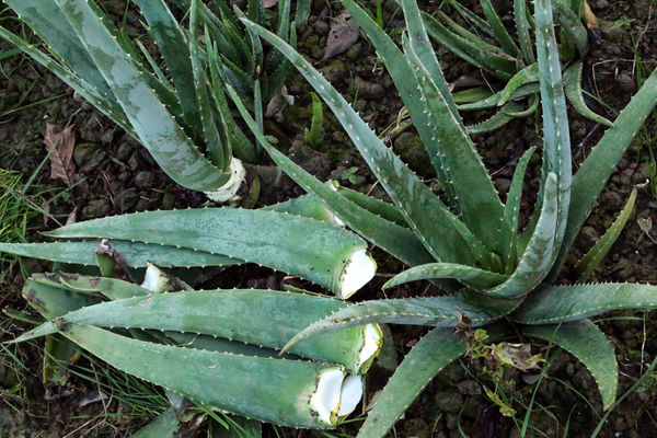 مزرعه پرورش آلوئه ورا درآمل