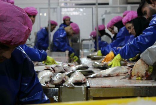 صدور اولین کد آی ار دامپزشکی برای کارخانه فرآوری گوشت ماهی و تخم ماهی قزل آلا در آذربایجان شرقی
