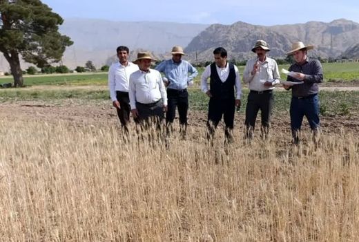 اجرای پروژه‌های تحقیقاتی در جهت افزایش بهره‌وری در دیم زارها