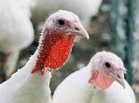 واردات جوجه بوقلمون را آزاد کنید