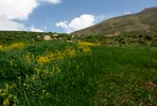 طرح مرتع‌داری برای 15 سامانه از مراتع شهرستان تهیه می‌شود