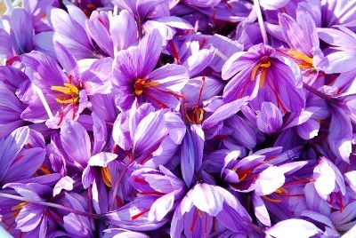 کشت 10 هکتار زعفران در اراضی کشاورزی استان قم