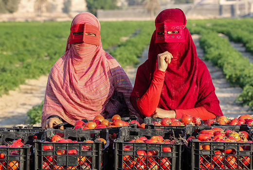 آغاز برداشت گوجه فرنگی از مزارع جنوب کشور