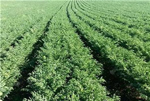 سطح زیر کشت نخود پایه بلند در استان قزوین افزایش یافت