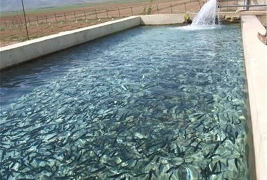 سالانه نزدیک به ۸ میلیون قطعه بچه ماهی در آذربایجان غربی تولید می‌شود          