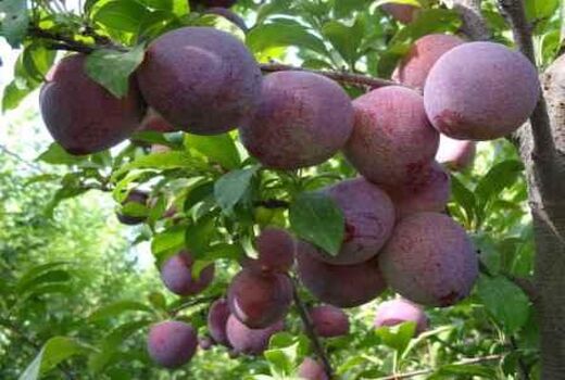 افزایش 80 درصدی تولید محصول آلو در باغات آذربایجان غربی
