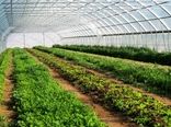 سطح گلخانه‌‌های استان تهران به ۴ هزار و ۳۱۱ هکتار افزایش می‌یابد