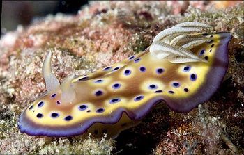 رسیدن آلاینده‌های آلی به کف اقیانوس‌ها