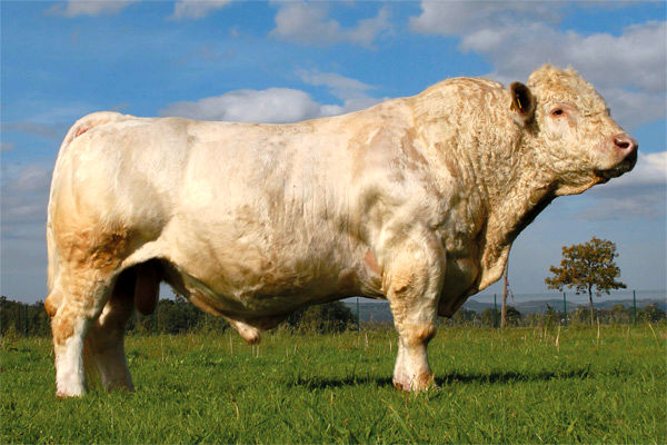 سرمایه‌گذاری مشترک 30 میلیون دلاری ایران و فرانسه برای پرورش نژادهای خارجی / ایجاد اشتغال برای 300 نفر