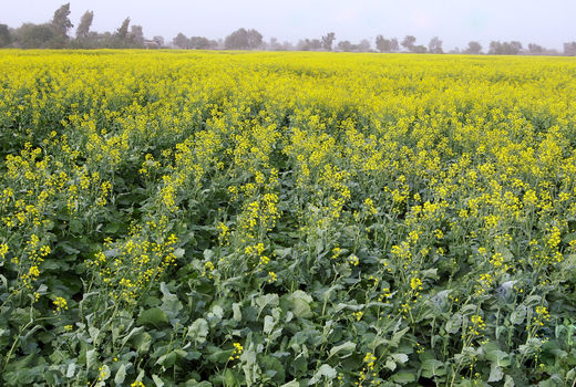 انعقاد قرار داد 1700هکتاری آستان قدس رضوی با کلزاکاران سیستان و بلوچستان