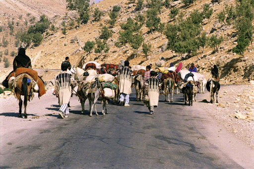 کوچ عشایر به چهارمحال و بختیاری آغاز شد